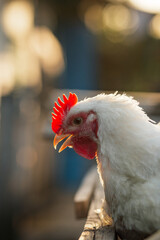 The head of a white rooster broiler. Red comb. Agriculture, animal husbandry