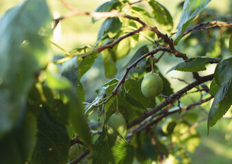 Green plums and leaves on a branch. Plum tree in the garden. Organic fruits and berries from farm.  