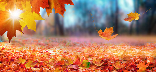 Falling maple leaves in city park. Beautiful autumn landscape