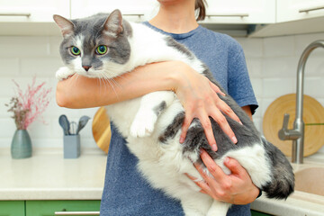 Lazy fat cat in the hands of the woman. The cat has problems with obesity. - obrazy, fototapety, plakaty
