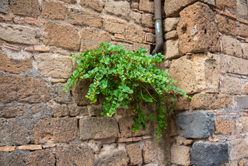 Picturesque green plant growing on old stone wall