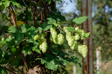 Ripe flowers of hop plant on branches