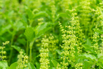 Thai basil field large bush of sweet basil with blooming flower and white petals.Blossom homegrown culinary herb at organic backyard garden nature background of basil native to Southeast Asia.