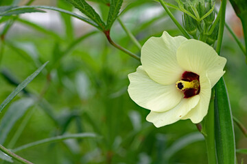 オクラの花