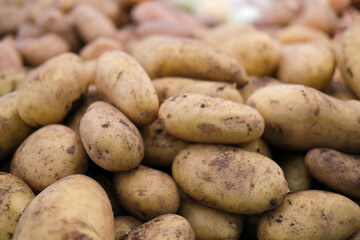 Potato on the counter of the store. Vegetables, harvest.