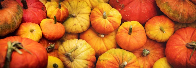 Foto op Plexiglas harvested orange pumpkins in a pile. banner background © ronstik