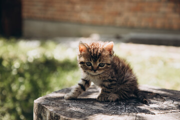 Little gray tabby kitten on a stump on a sunny day. Front view