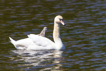 Fototapeta premium Back seat driver