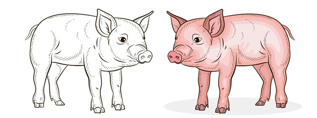A pet, a pig. Black and white and color image. Coloring book for children. Vector drawing.