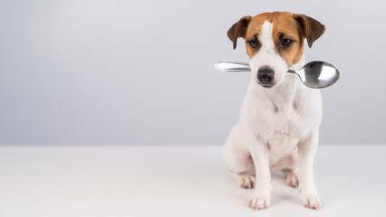 Portrait of a dog Jack Russell Terrier holding a spoon in his mouth on a white background. Copy...