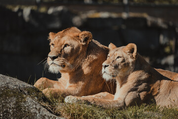 Portrait of a pair of lions enjoying the sun. 