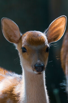 Fawn hd picture - A baby deer - WBL - Wild Park Rheingönheim, Germany