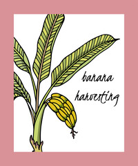 Vector card with hand drawn graceful banana plant with a bunch of bananas. Ink drawing, graphic style. Beautiful vintage botanical design element, banana harvesting company ad