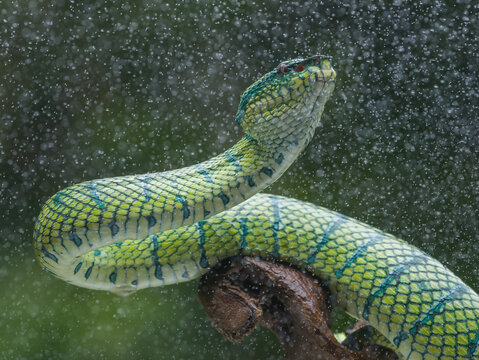 snake in the garden