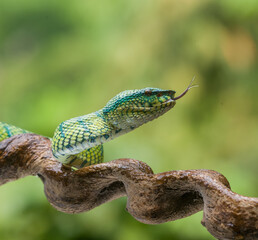 green snake on a branch