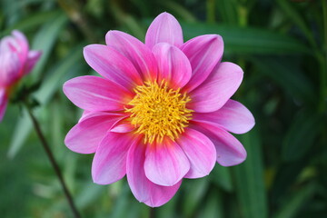 Obraz premium Fleur de Dahlia