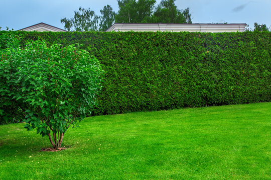 trimmed hedge of evergreen thuja in front of a green lawn with a deciduous bush with mulch, landscape on summer day with copy space, nobody.