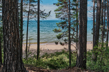 Pine trees and sandy wild beach on shore of Barguzinsky Bay of Lake Baikal. Buryatia, Russia.