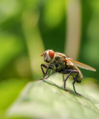 Housefly
Insects
