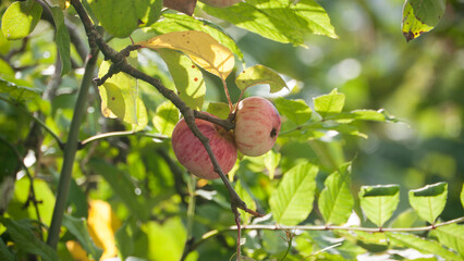 Manzanas rojas en arbol entre ramas