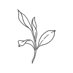  floral illustration in vintage style design