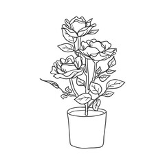 house plant illustration