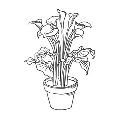 house plant illustration