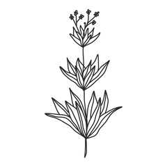 flower lineart for wedding and vintage decoration, floral illustration In hand drawn for design element