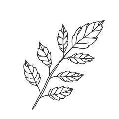 flower lineart for wedding and vintage decoration, floral illustration In hand drawn for design element