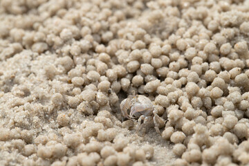 Small ghost crab making sand ball and digging hole in sand beach with twinkle sand background. Close up.