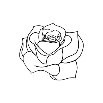 Rose flower hand drawn line art illustration design element