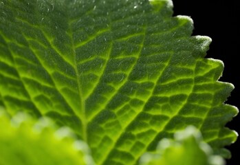 Green leaf macro. Green leaf texture, background. Nature design.   Leaf in garden, in nature. Abstract background.