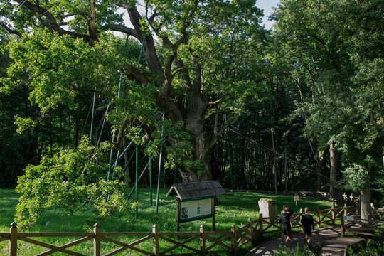 01.09.2022 Zagnańsk . Pomnik przyrody Dąb Bartek, jeden z najstarszych dęb&oacute;w w Polsce.