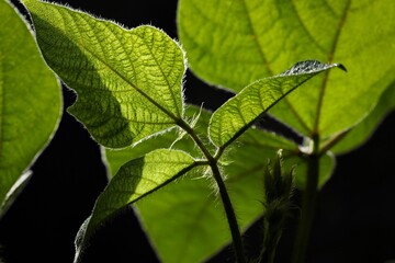 Beautiful green leaf in garden, in nature, sunlight. Growing plant. Macro nature. Abstract background.