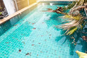 Coconut tree fallen into swimming pool, storm season, tropical storm season in Thailand