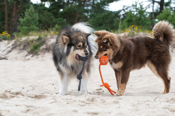 Young Finnish Lapphund dog and puppy