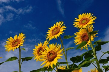 summer sky and sunflowers