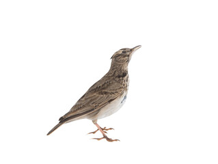 crested lark (galerida cristata) isolated on white background