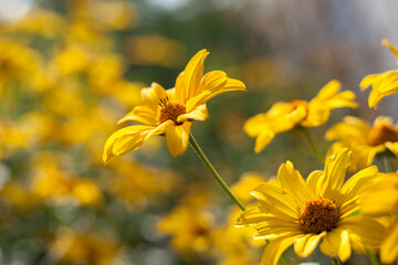yellow flower in sunny garden