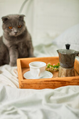 Scottish gray cat on bed with coffee cup, geyser coffee maker and flowers on tray on white bed sheets, good morning, breakfast in the bed at home.