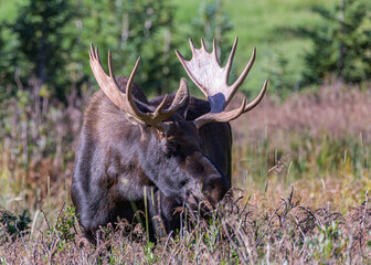 Bull Moose with freshly shed antler velvet in the Colorado Rocky Mountains