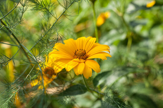 yellow flower in the green garden