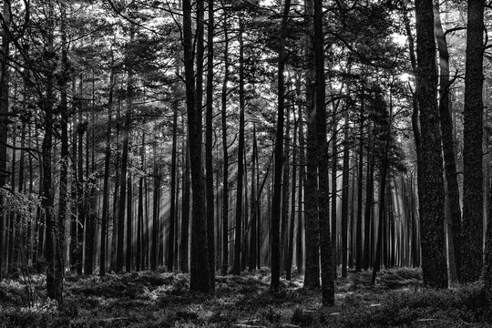 black and white forest landscape