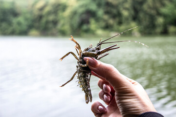 Female hand hold the small crayfish against river background. Crayfish moves in the hand
