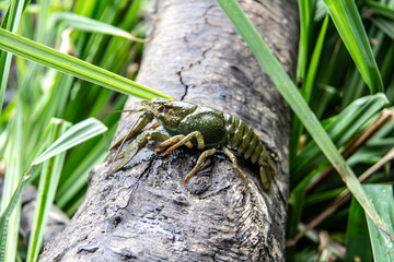 The small crayfish move on the tree against background. Crayfish on the fallen wood with green leaves around