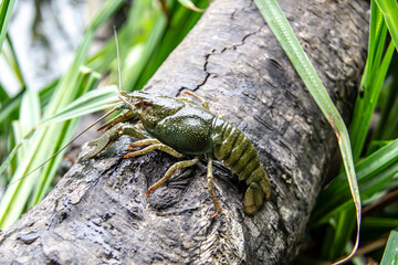 The small crayfish move on the tree against background. Crayfish on the fallen wood with green leaves around