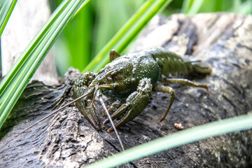 The small crayfish move on the tree against background. Crayfish on the fallen wood with green...