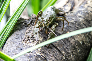 The small crayfish move on the tree against background. Crayfish on the fallen wood with green leaves around