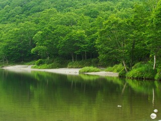 湖畔の茂る木々