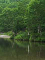 Obraz premium 湖畔の茂る木々